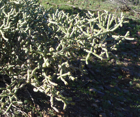 Arizona Pencil Cholla