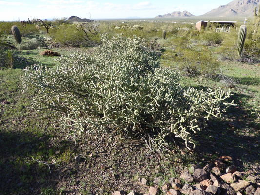 Arizona Pencil Cholla