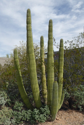 Organ Pipe Cactus