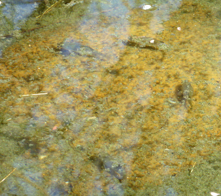 Quitobaquito Pupfish