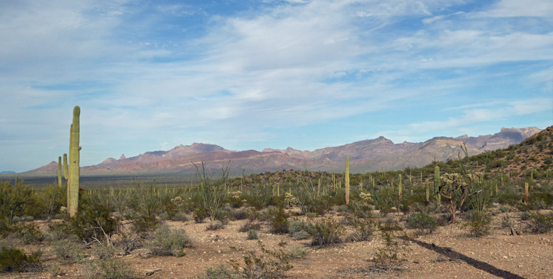 Ajo Mountains from Pinkley Peak Picnic area