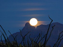 Moonrise Organ Pipe Cactus NM