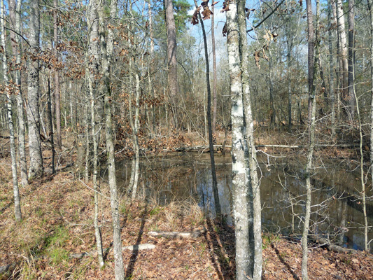 Frog Pond Pineywood Trail Lake Livingston