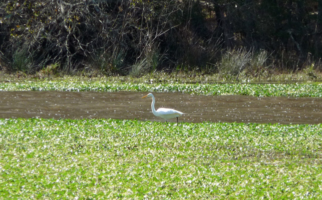 Great Egret Raven Lake Huntsville SP