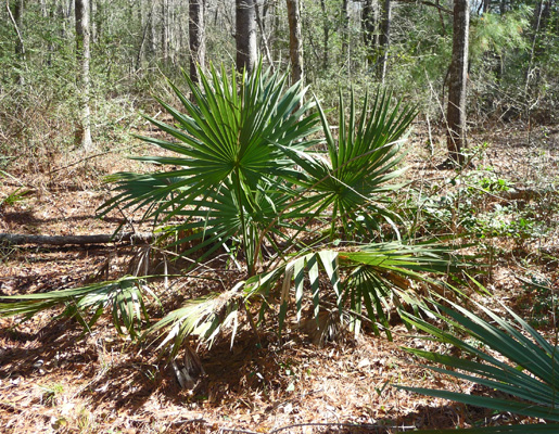 Palmetto Huntsville SP