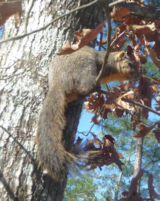 Squirrel Livingston SP