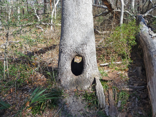Tree with hole in trunk