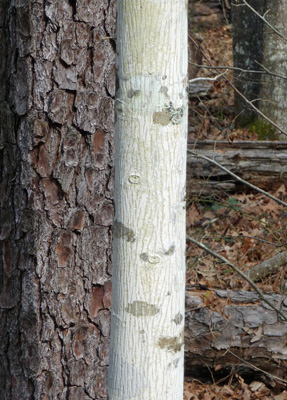 White bark of unknown tree