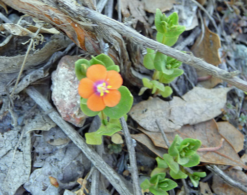 Scarlet Pimpernel (Anagallis arvensis)