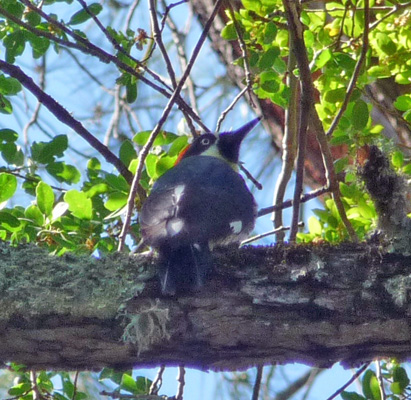 Acorn Woodpecker Pinnacles NP