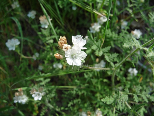 White Heliotrope (Phacelia distans)