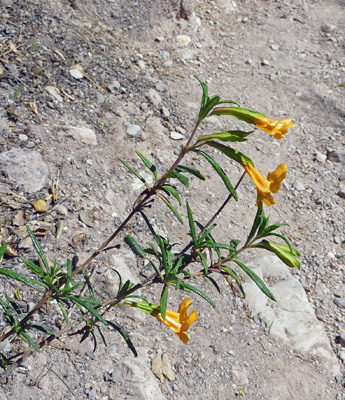 Sticky Monkeyflower (Mimulus aurantiacus)