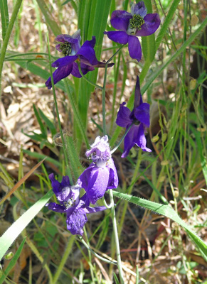 Parry's Larkspur (Delphiniu parryi ssp. parryi)