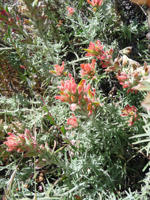 Wooly Indian Paintbrush (Castilleja foliolosa)