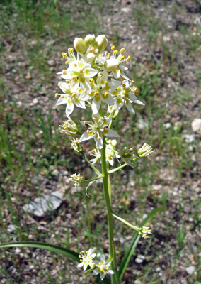 Death Camus (Toxicoscordion brevibracteatum)