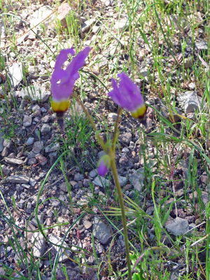 Shooting Stars (Dodecatheon clevelandii ssp. patulum)