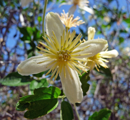 Pipestems (Clematis lasiantha)