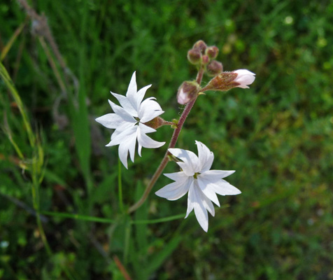 Woodland Stars (Lithophragma affine)