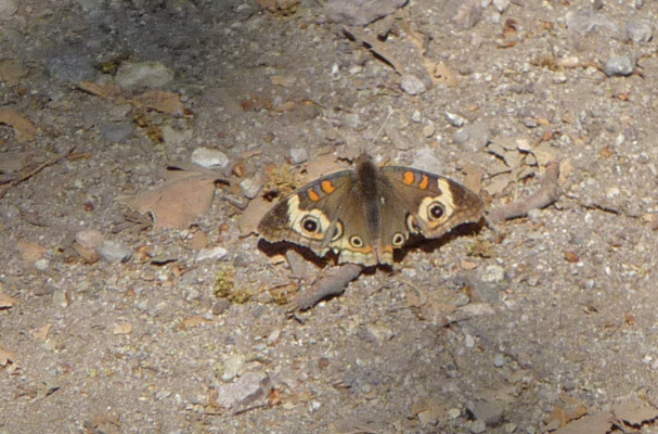Butterfly on trail Pinnacles NP