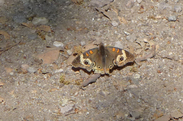 Butterfly on trail Pinnacles NP
