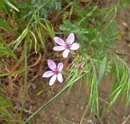 Red Stem Filaree (Erodium cicutarium)