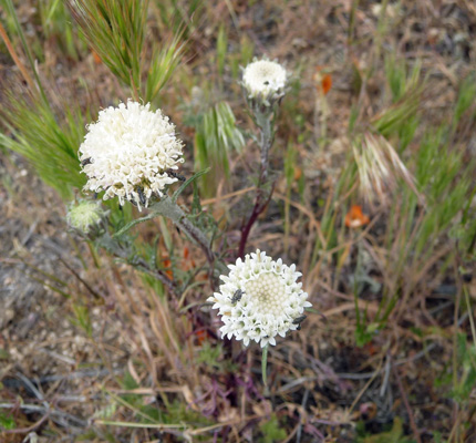 Desert Pincushions (Chaenactis fremontii)
