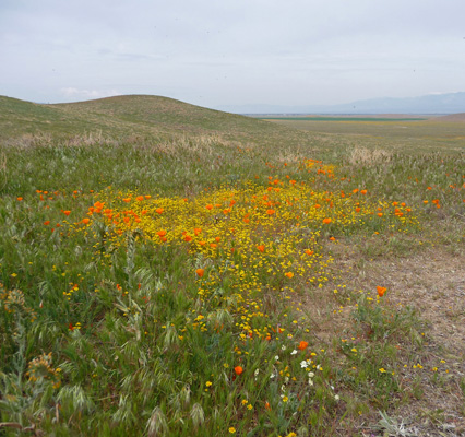 Goldfieds and poppies