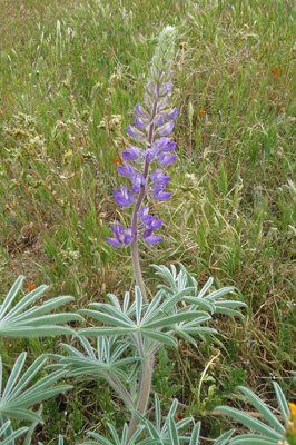 Grape Soda Lupine (Lupinus excubitus var. austromontanus)