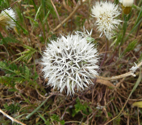 Silver Puffs (Microseris linearifolia)