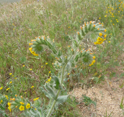 Fiddlenecks (Amsinckia tessellata) 