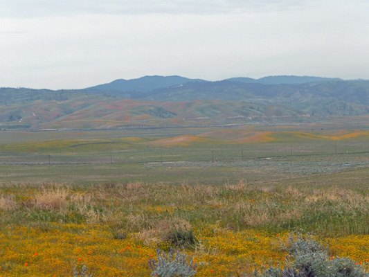 View north from Poppy Reserve