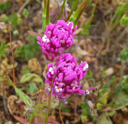 Owl’s Clover (Castilleja exserta)