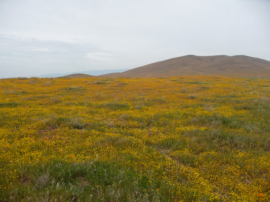 Goldfields at CA Poppy Reserve