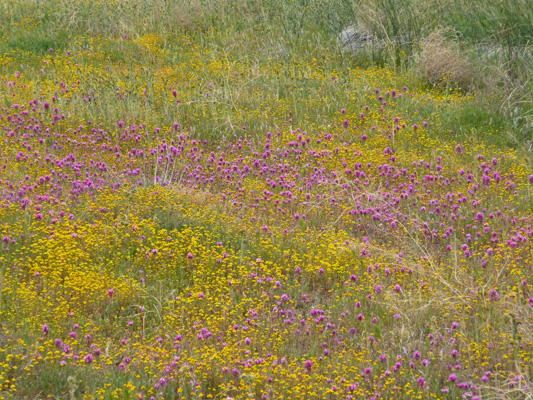 Owl's Clover and Goldfields