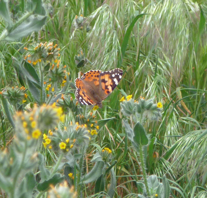 Painted Lady Butterfly