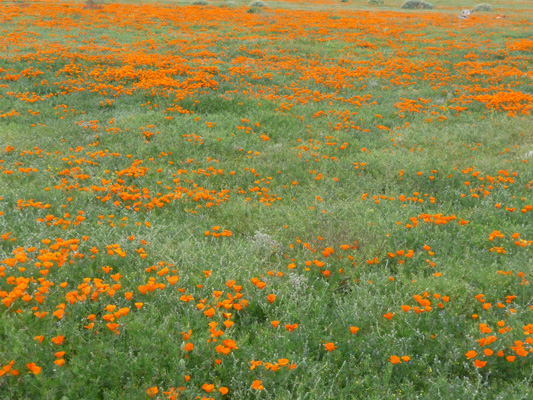 California Poppies Lancaster CA