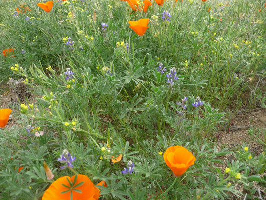 Pygmy Lupine (Lupinus bicolor)