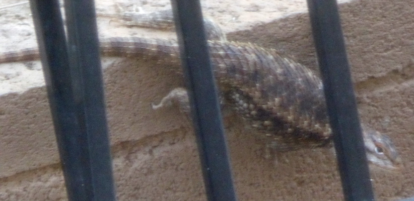 SW Fence Lizard