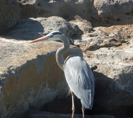 Great  Blue Heron