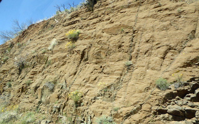 Flowers in Salt Creek Canyon