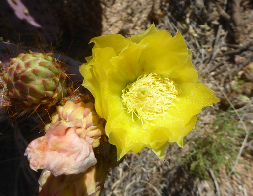 Santa Rita Prickly Pear