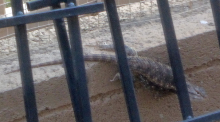 SW Fence Lizard