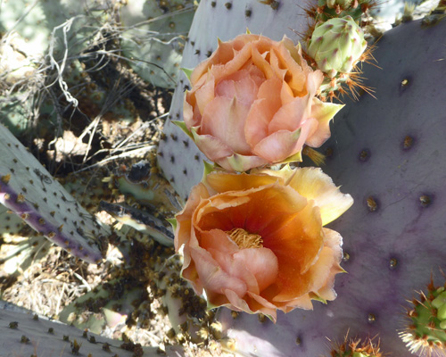 Santa Rita Prickly Pear