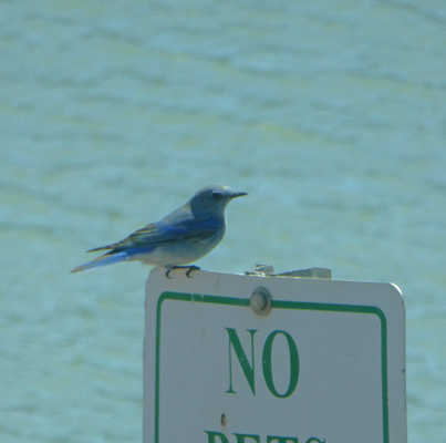 Mountain Blue Bird