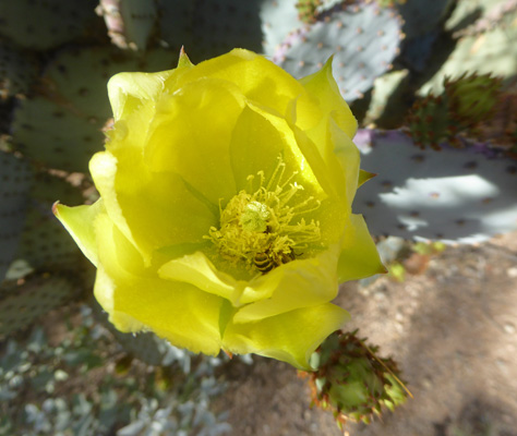 Santa Rita prickly pear cactus