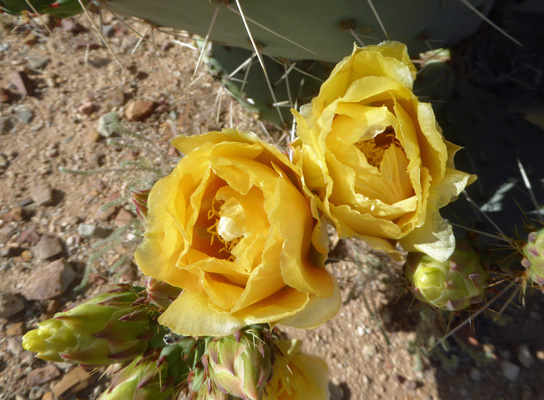 Santa Rita prickly pear cactus