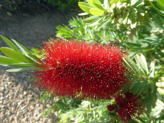 Bottlebrush