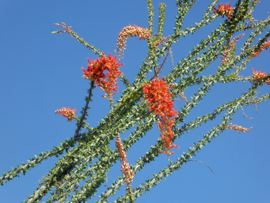 Ocotillo blooms