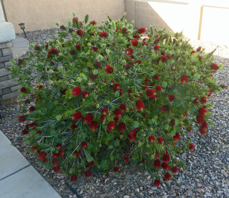 Bottlebrush