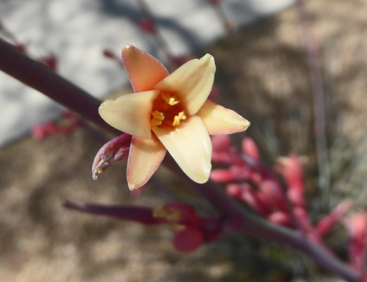 Red yucca